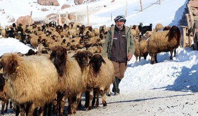 Dünyada sadece Van’da bulunuyor! ‘Norduz koyununun neslini kurtardık’