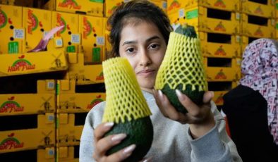 Türk avokadosu kilogramı 5 dolardan yok satıyor