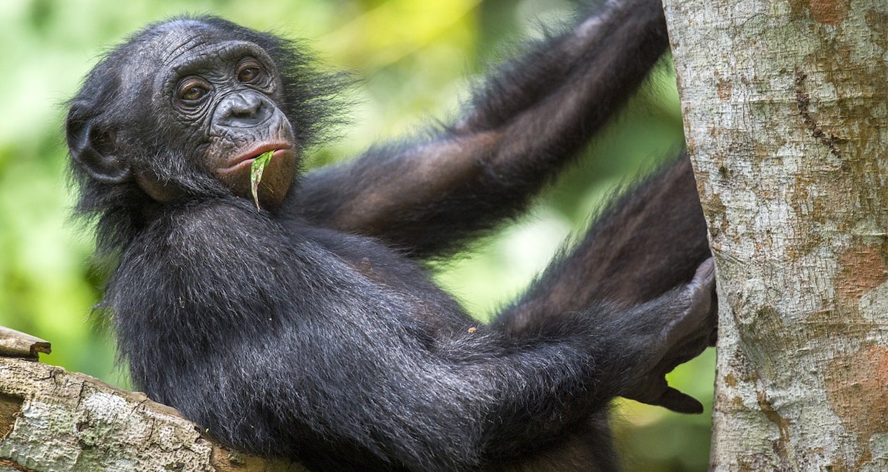 Bonobolar insan gibi konuşuyor mu? Bilim insanları açıkladı